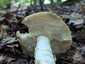 Sárga galóca (Amanita gemmata), Őrség